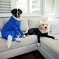 Pet Cute Outfit